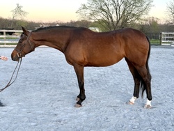 Quarter Sinclaire Hanoverian Jumper photo 4