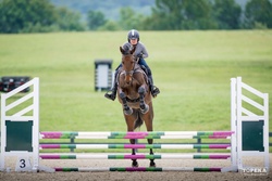 Magnific Libertà Warmblood Jumper photo 2