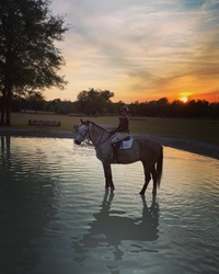CMS Levantos Dutch Warmblood Hunter photo 5