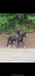 Jaguar K Hanoverian Hunter photo 2