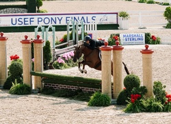 Lovestruck Welsh Pony Hunter photo 2