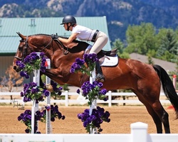 Chatel de Mazin Warmblood Equitation photo 7