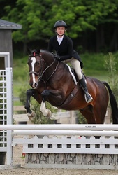 Rio's Grand Finale Canadian Sport Horse Hunter photo 2