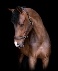Tres Jolie Dutch Warmblood Jumper photo 1