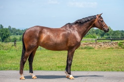 Lillet Oldenburg Jumper photo 5