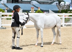 Boca's Stars Go Blue Warmblood Cross Hunter photo 8