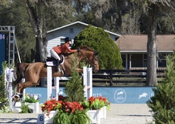 Tinka’s Soldier Warmblood Jumper photo 9