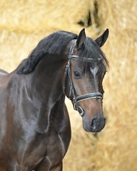 DEMPSY STARLIGHT New Forest Pony Hunter photo 2