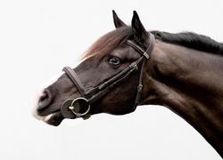 Cloud Nine Irish Sport Horse Jumper photo 5