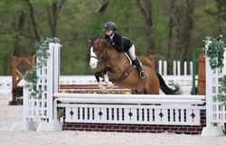 Mithril's Magic Welsh Pony Hunter photo 1