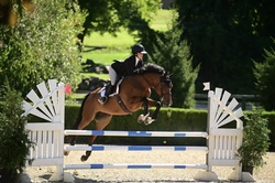 Akari Van't Glemhof Z Dutch Warmblood Equitation photo 5