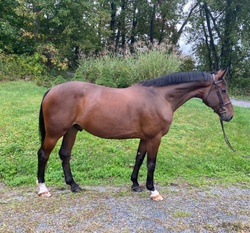 Udalco Belgian Warmblood Jumper photo 2
