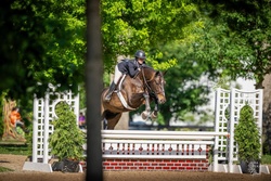 Falken Hanoverian Hunter photo 1