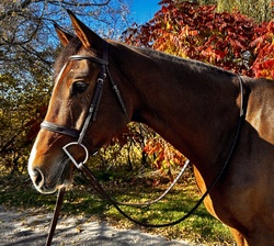 Zeus Warmblood Equitation photo 2