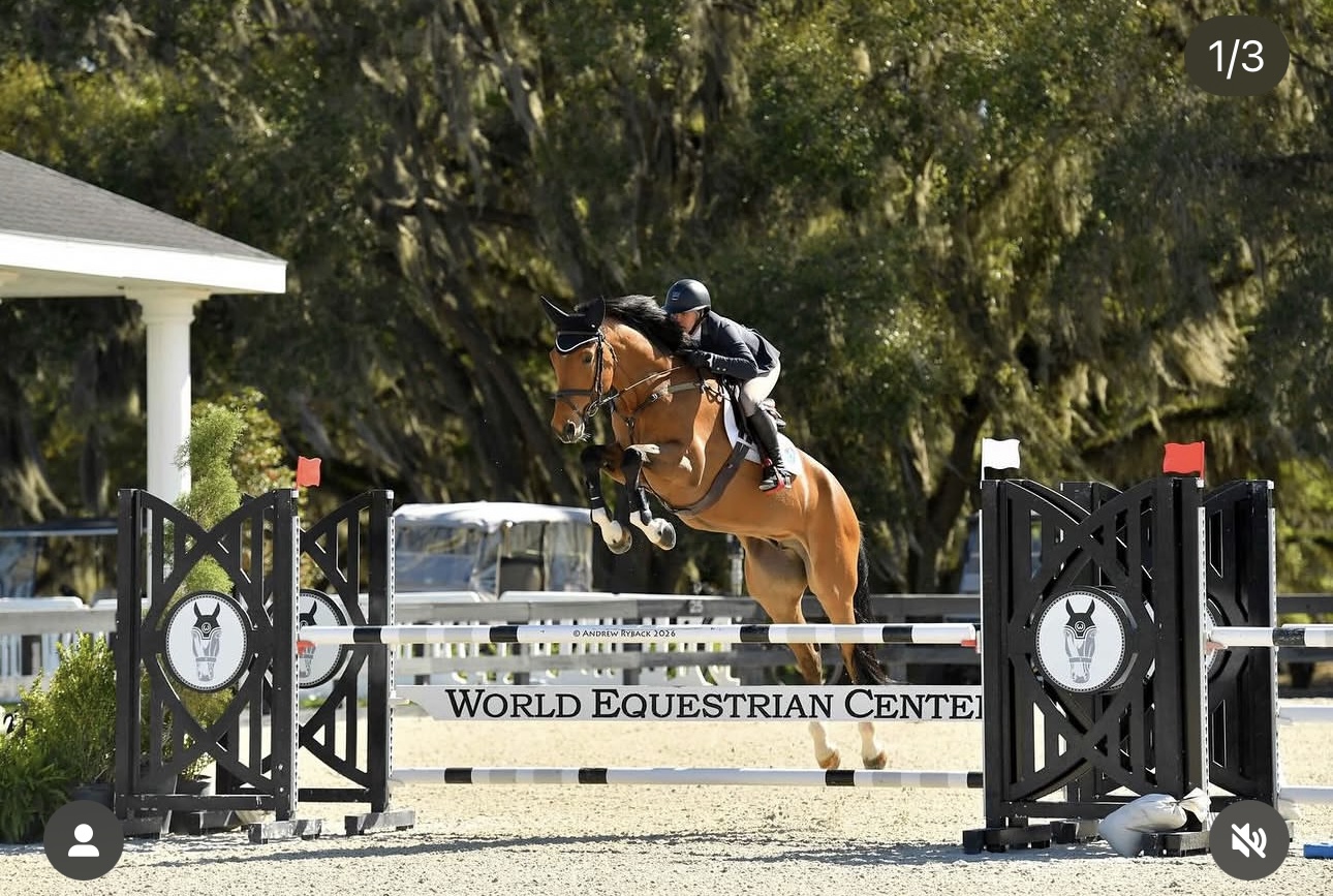 2018 17 hand Holsteiner Gelding BIGEQ +