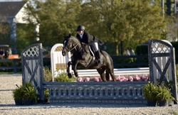 Suites Me Belgian Warmblood Hunter photo 5