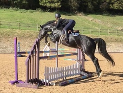 Black and gorgeous Zangersheide Jumper photo 1