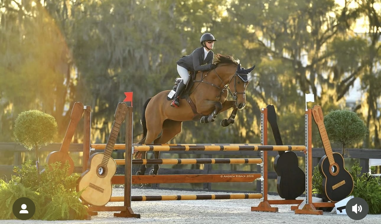2017 16.2 hand Belgian Warmblood Mare BIGEQ +