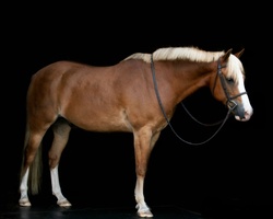 D.F. I've Got Rhythm Welsh Pony Hunter photo 2