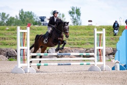 Rustic Canadian Warmblood Jumper photo 4