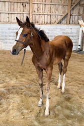 Alohilani Warmblood Hunter photo 1