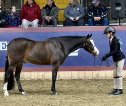 Arnaby Oberon Welsh Cob Hunter photo 7