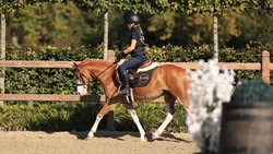Joris van de Gaweg Other Breed Hunter photo 3