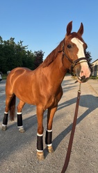 For Love Canadian Warmblood Jumper photo 3