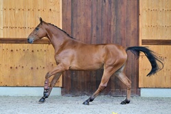 Cadillac Warmblood Jumper photo 4