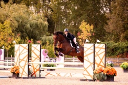 Jack Dutch Warmblood Equitation photo 1