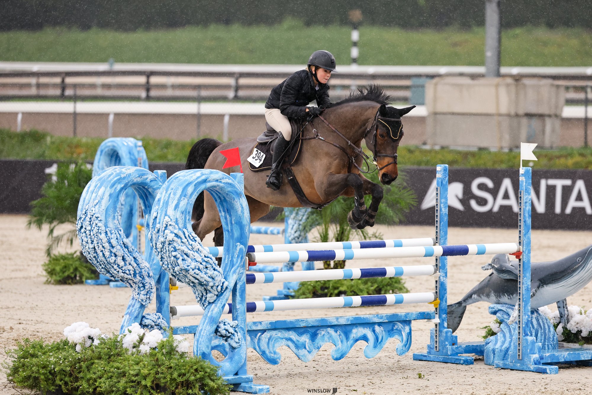 2015 16.3 hand Selle Francais Gelding BIGEQ +