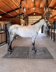 Perlbritta MG Dutch Warmblood Jumper photo 1