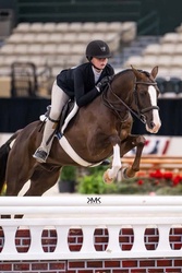 Acorn Welsh Cross Hunter photo 1
