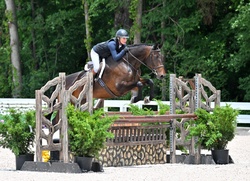 Piglet Hanoverian Hunter photo 4
