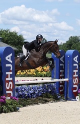 Chicago-HS Czech Warmblood Hunter photo 1