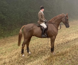 Whixall's Candy Boy Irish Sport Horse Jumper photo 5