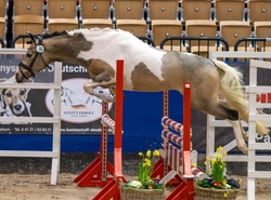 Barbie Dreamhorse Alert! German Riding Pony Hunter photo 7