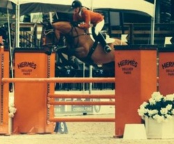 Oro Fiera QTM Westphalian Jumper photo 5