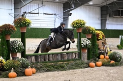 Coming Up Gold Welsh Cross Hunter photo 4
