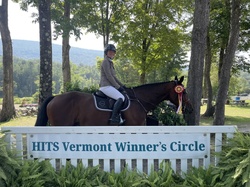 Dollar Del Colle Warmblood Jumper photo 8