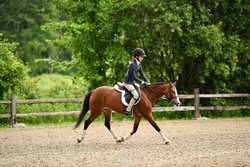 Belle Welsh Pony Jumper photo 7