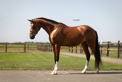 Sergio Crossbred Hunter photo 3