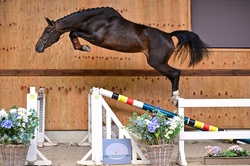 Tialitha Warmblood Jumper photo 1