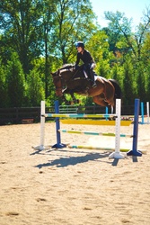 Magnific Libertà Warmblood Jumper photo 1