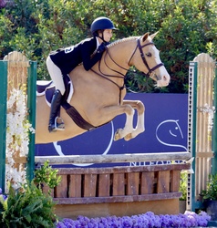 Cymbrogi Haven Aisling Welsh Pony Hunter photo 3