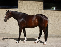 Timeless Dutch Warmblood Jumper photo 3