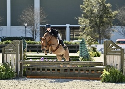 CHERRYBROOK DIANA Warmblood Hunter photo 3