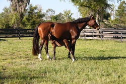 N' The Balou Dutch Warmblood Jumper photo 5