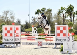 Conner De La Vie Z Belgian Warmblood Hunter photo 4