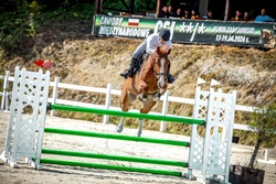 Pjotter Dutch Warmblood Jumper photo 4